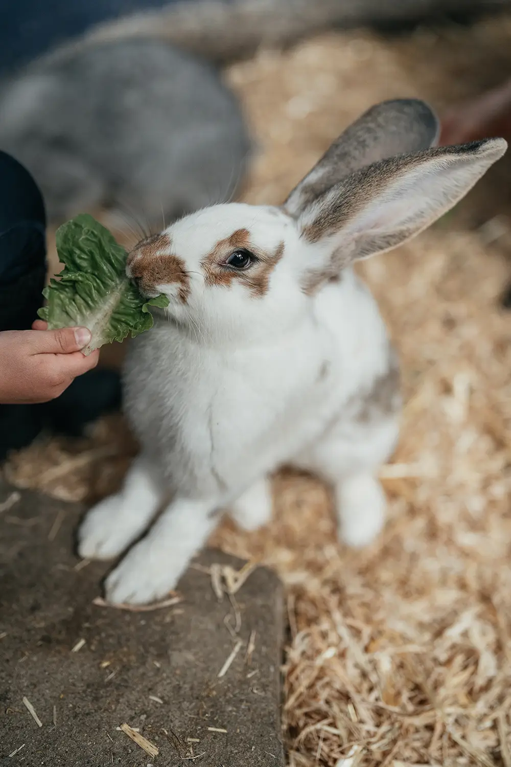 Kaninchen füttern Eine Kinderhand füttert ein Langohr-Kaninchen mit einem Salatblatt