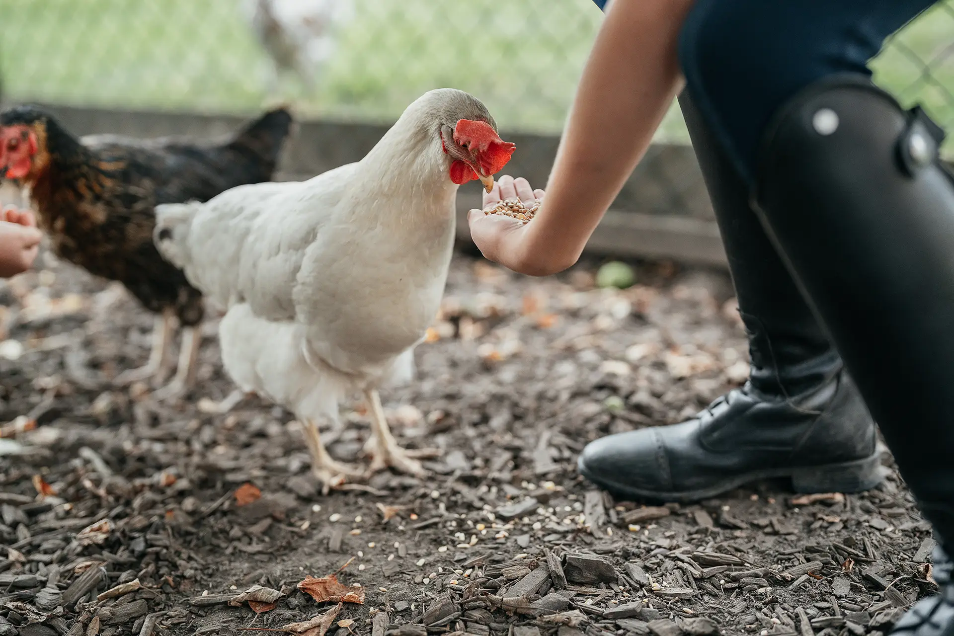 Hühner Ein Huhn frisst einem Mädchen aus der Hand