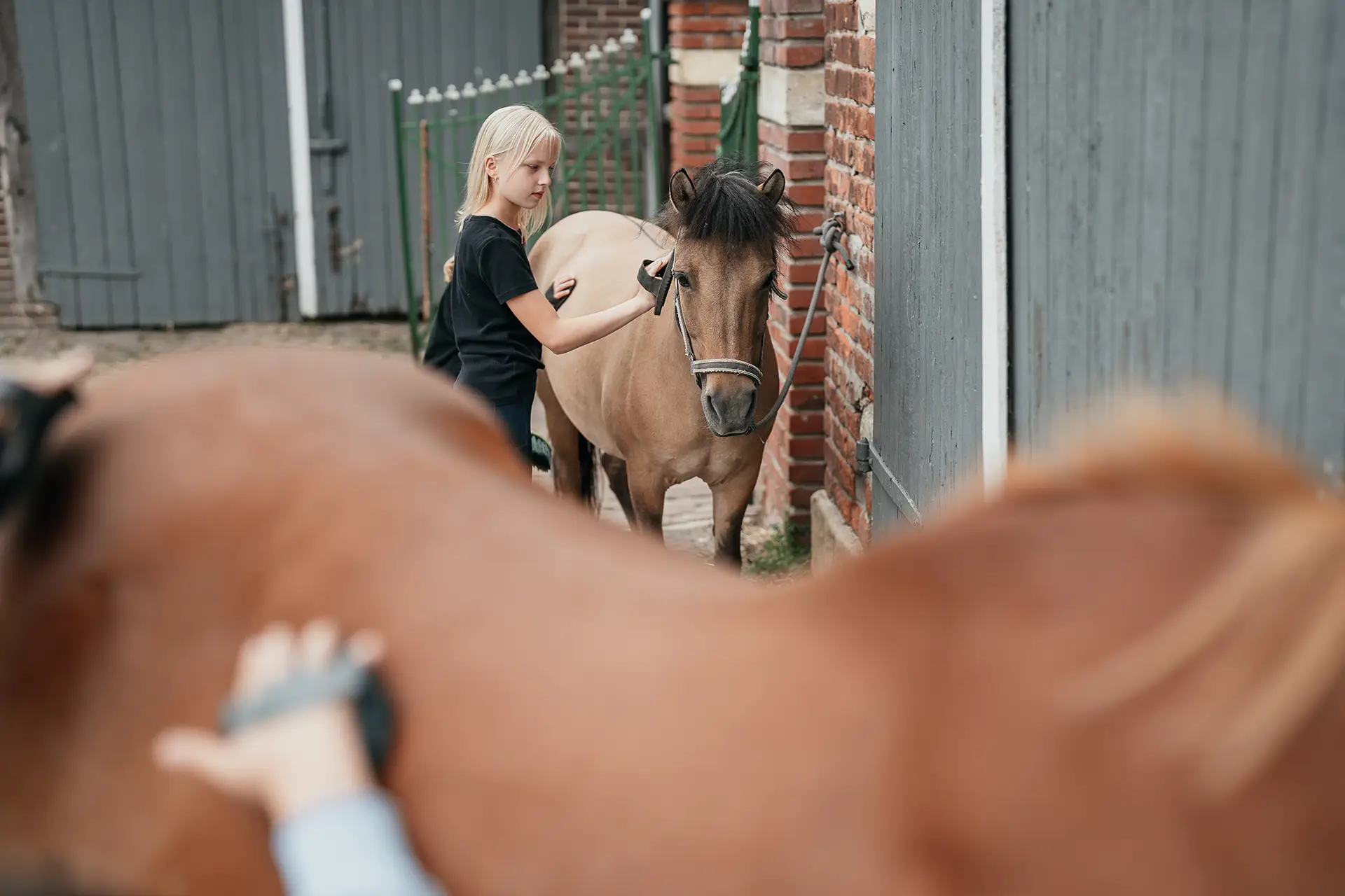 Mädchen striegeln braune Pferde auf Ponyhof Mormann in Havixbeck