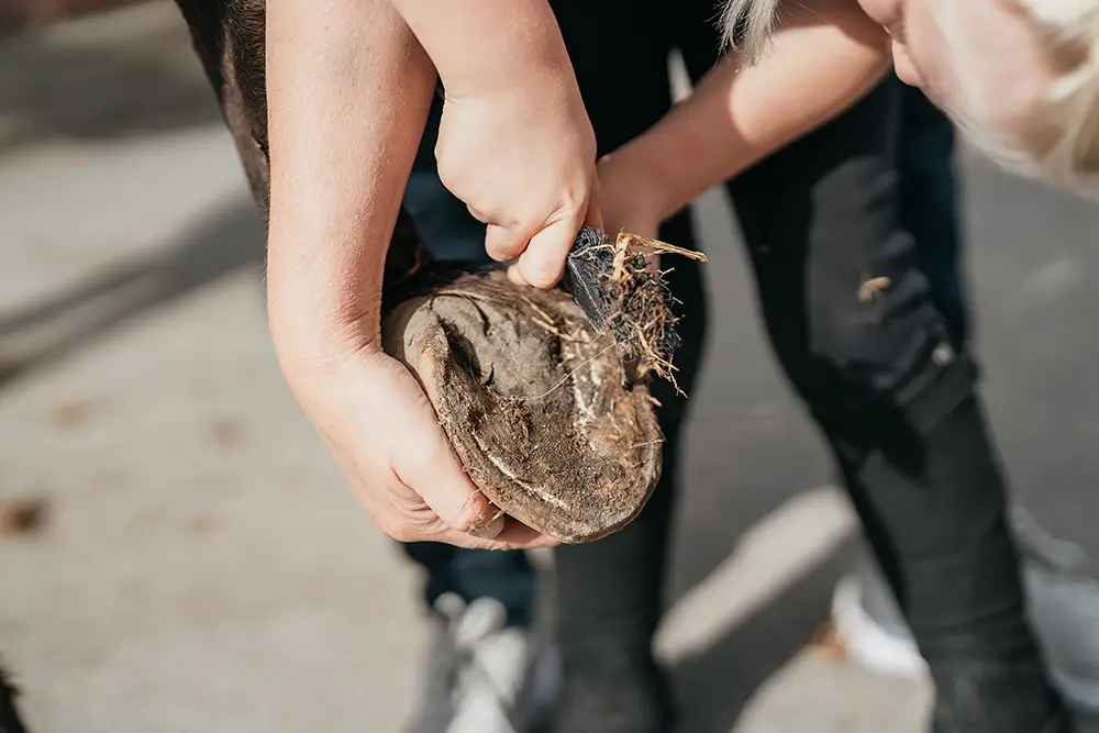 Eine Kinderhand unterstützt bei der Hufpflege und dem Hufe auskratzen der Ponys auf dem Hof Mormann